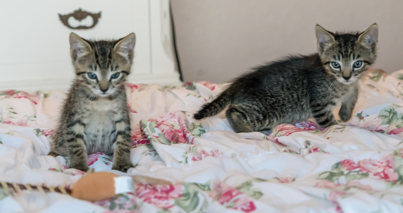 Kittens-1534081 Kittens-1534081