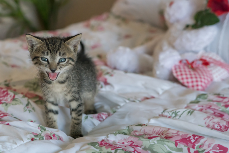 Kittens-1534081 Kittens-1534081