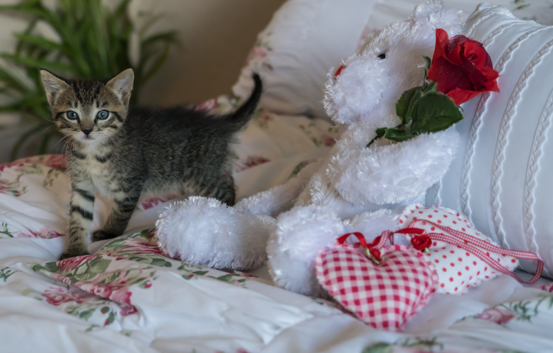 Kittens-1534081 Kittens-1534081