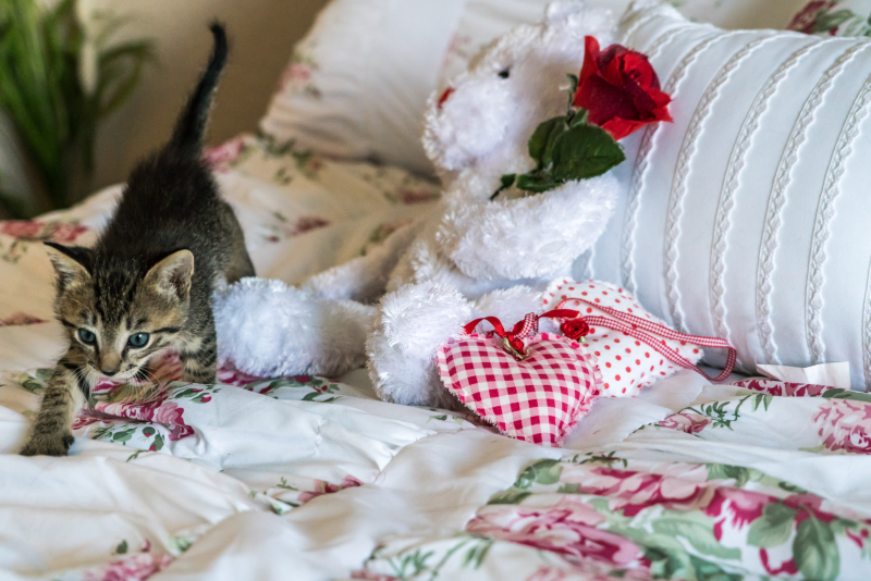 Kittens-1534081 Kittens-1534081
