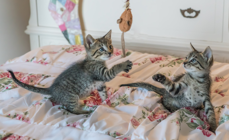 Kittens-1534081 Kittens-1534081